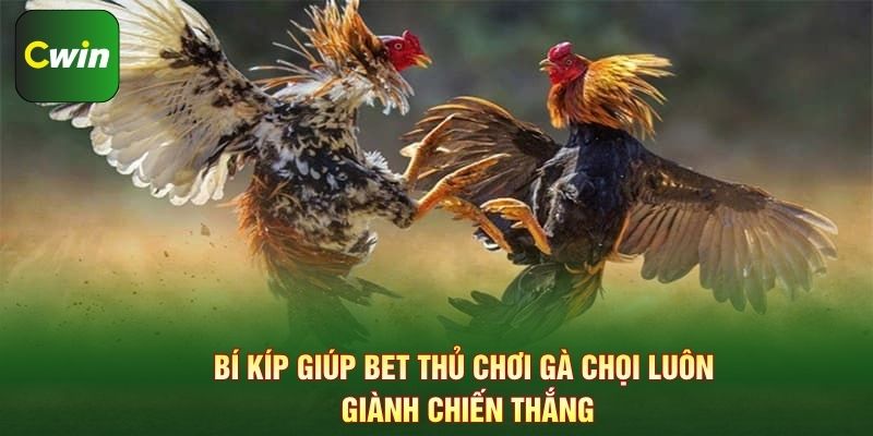 Bí kíp giúp bet thủ chơi gà chọi luôn giành chiến thắng